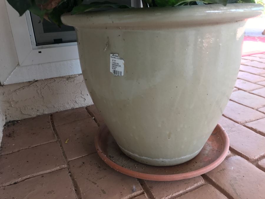 Large Coffee Bean Tree In 18' Pot - Roast Your Own Coffee Beans [Photo 6]