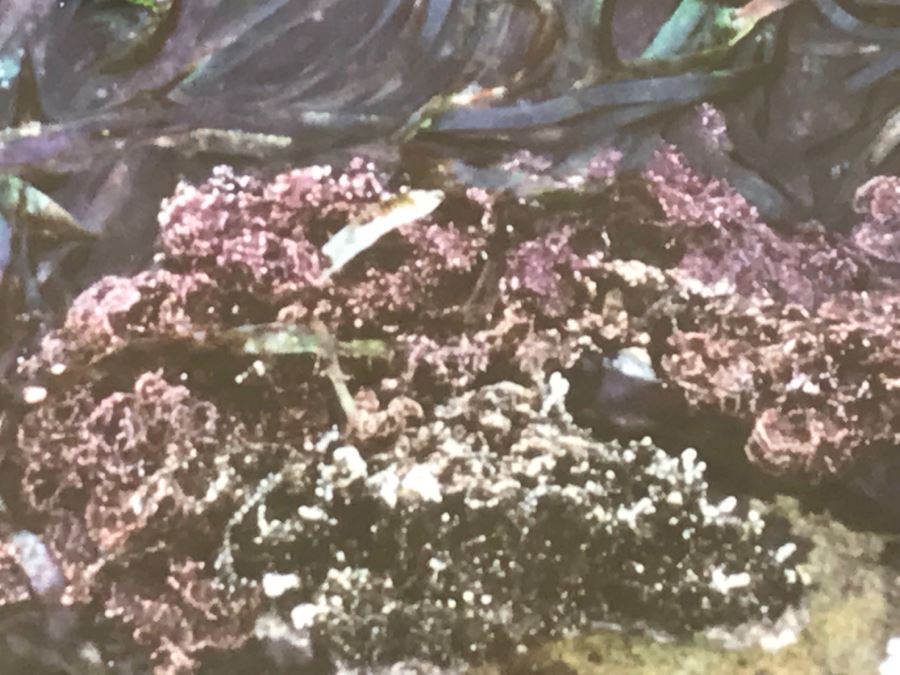 Large Framed Photograph By John T. Ravize Titled 'Neptune's Garden Big Sur' 2000 Limited Edition 81 Of 144 51' X 44' [Photo 15]