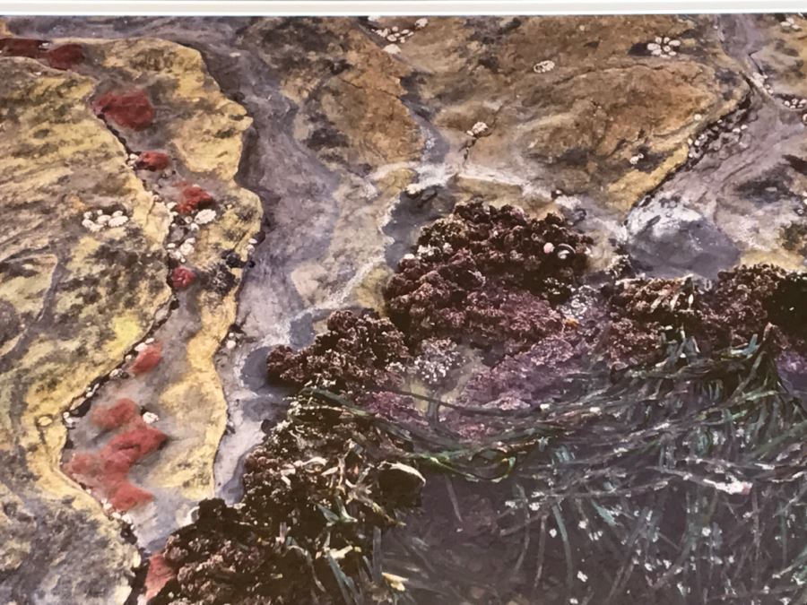 Large Framed Photograph By John T. Ravize Titled 'Neptune's Garden Big