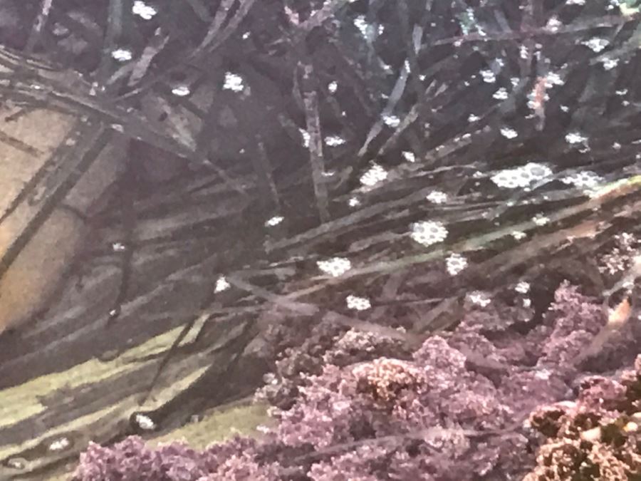 Large Framed Photograph By John T. Ravize Titled 'Neptune's Garden Big Sur' 2000 Limited Edition 81 Of 144 51' X 44' [Photo 14]