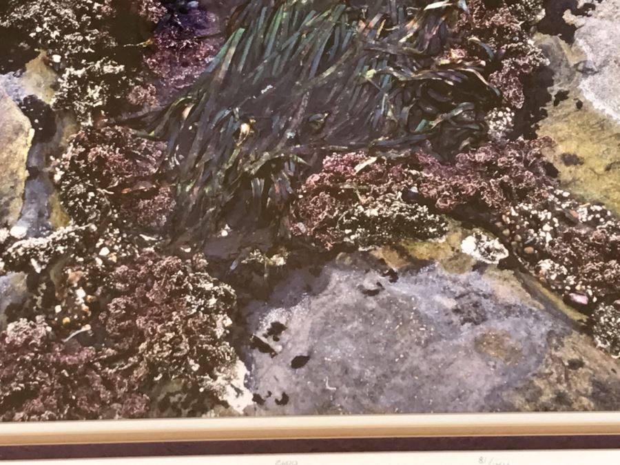 Large Framed Photograph By John T. Ravize Titled 'Neptune's Garden Big