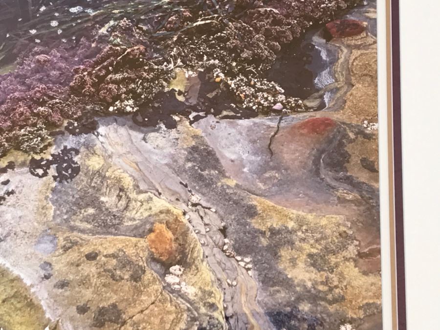 Large Framed Photograph By John T. Ravize Titled 'Neptune's Garden Big Sur' 2000 Limited Edition 81 Of 144 51' X 44' [Photo 7]