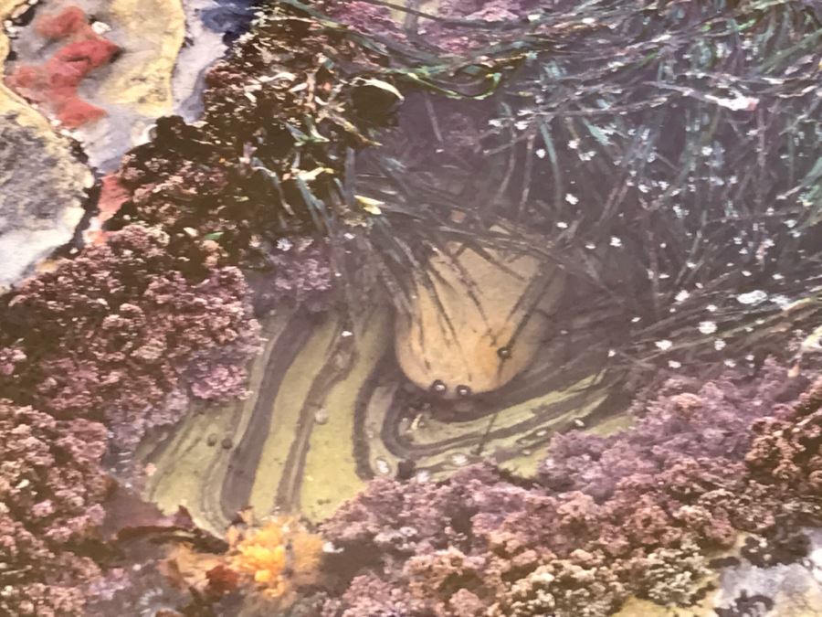 Large Framed Photograph By John T. Ravize Titled 'Neptune's Garden Big Sur' 2000 Limited Edition 81 Of 144 51' X 44' [Photo 5]