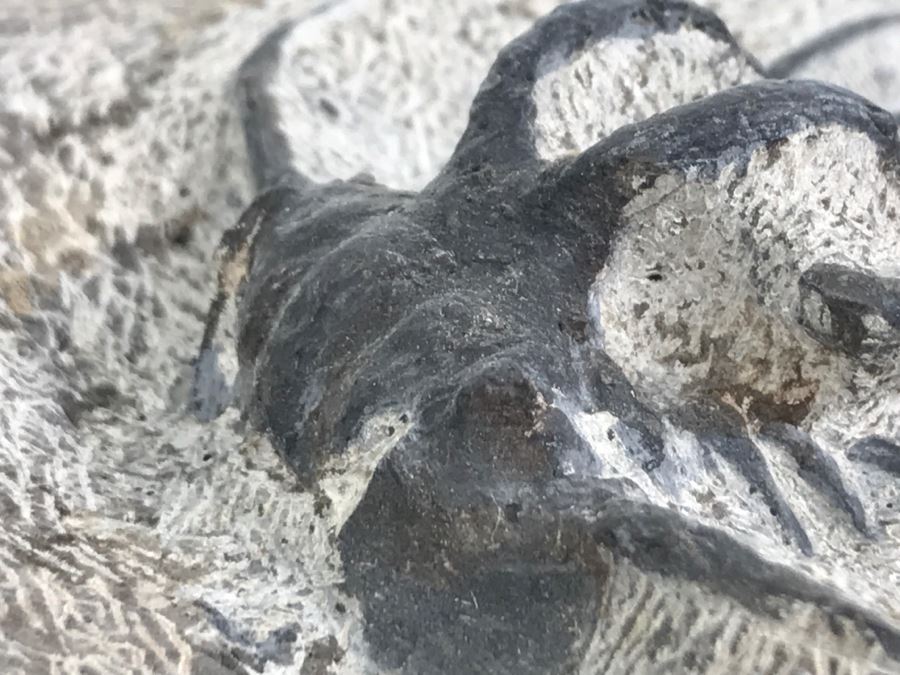 Fossilized Plate Of 6 Different Trilobite Species From Morocco Around 400 Million Years Old [Photo 27]