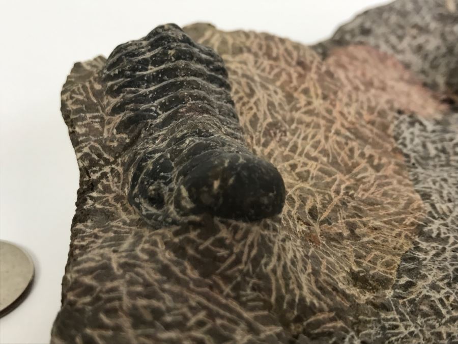 Fossilized Plate Of 6 Different Trilobite Species From Morocco Around 400 Million Years Old [Photo 16]