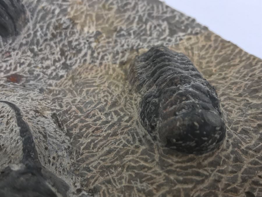 Fossilized Plate Of 6 Different Trilobite Species From Morocco Around 400 Million Years Old [Photo 15]