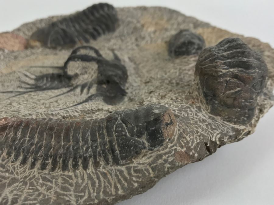 Fossilized Plate Of 6 Different Trilobite Species From Morocco Around 400 Million Years Old [Photo 11]