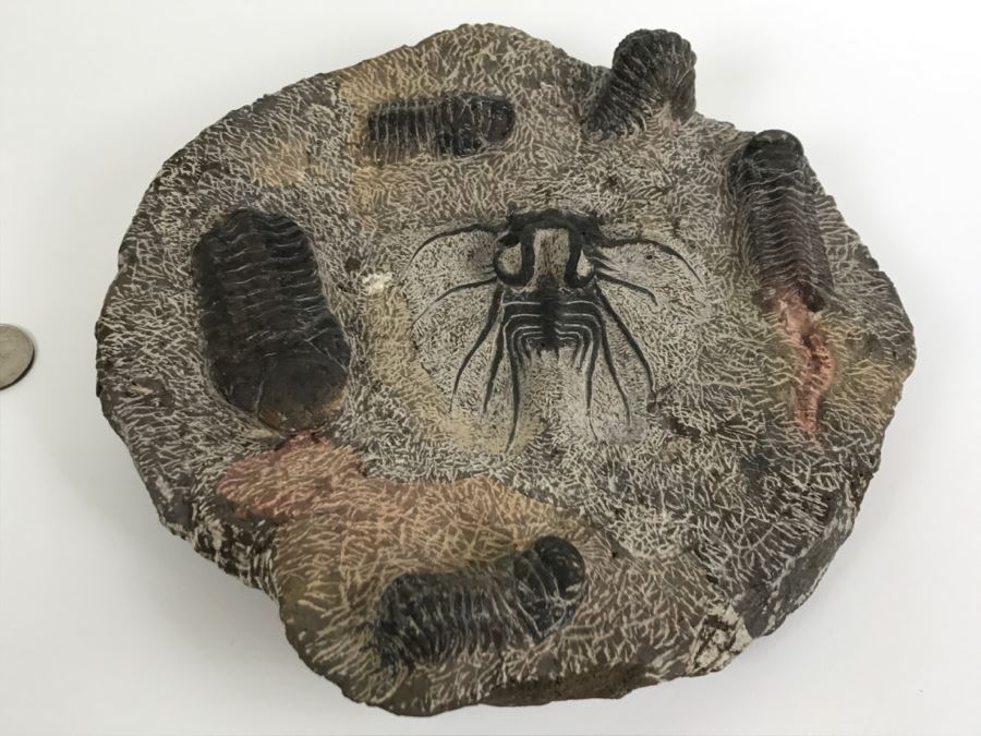 Fossilized Plate Of 6 Different Trilobite Species From Morocco Around 400 Million Years Old [Photo 2]