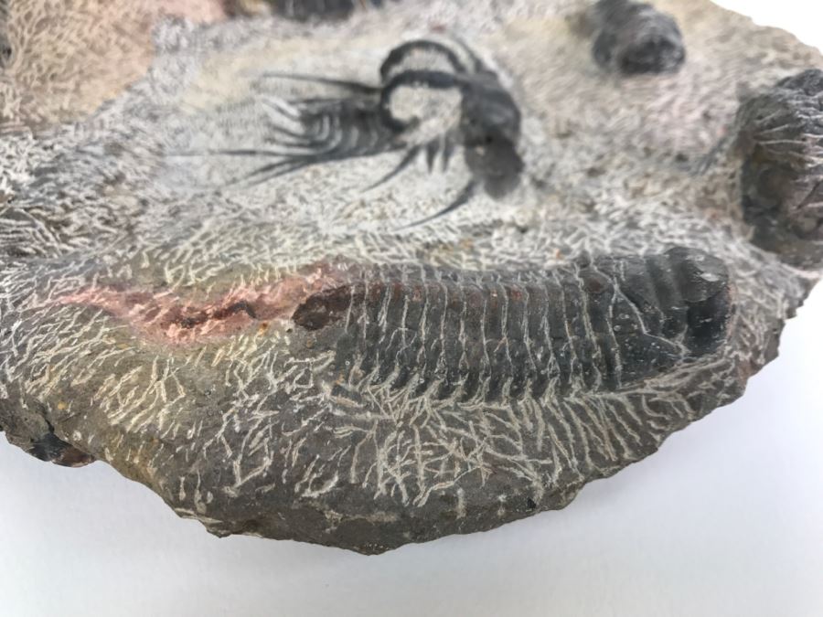 Fossilized Plate Of 6 Different Trilobite Species From Morocco Around 400 Million Years Old [Photo 9]