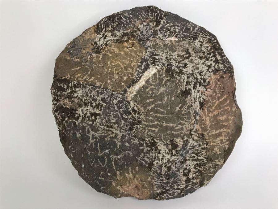 Fossilized Plate Of 6 Different Trilobite Species From Morocco Around 400 Million Years Old [Photo 29]