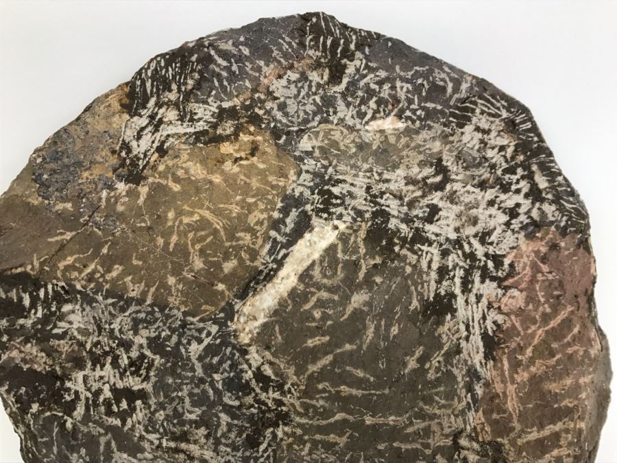 Fossilized Plate Of 6 Different Trilobite Species From Morocco Around 400 Million Years Old [Photo 30]