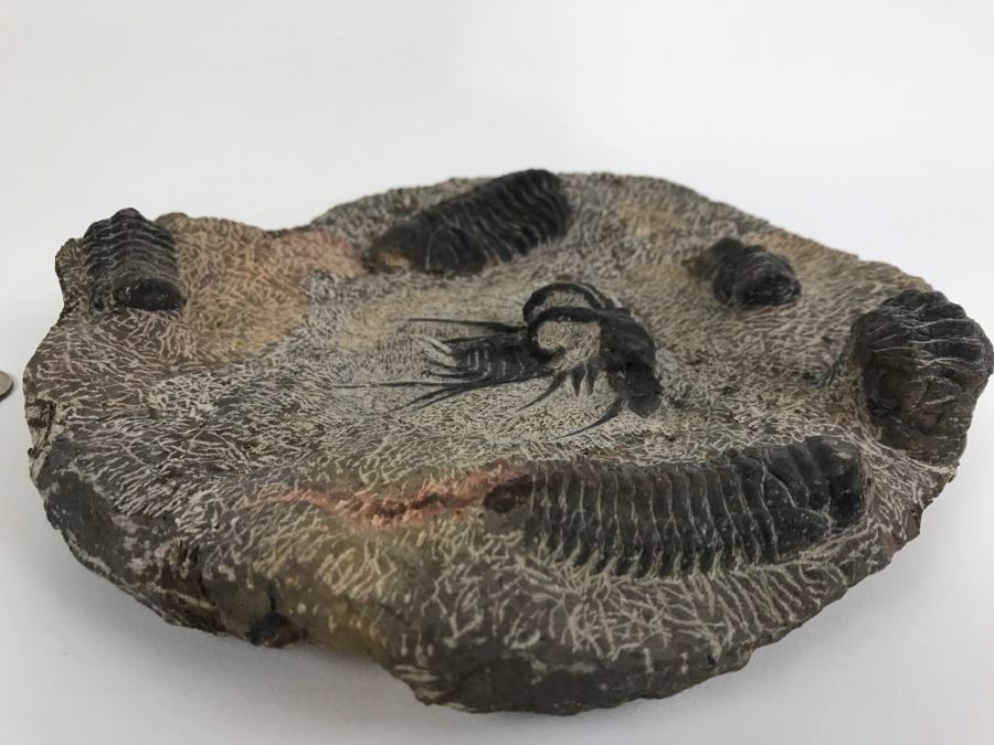 Fossilized Plate Of 6 Different Trilobite Species From Morocco Around 400 Million Years Old [Photo 8]