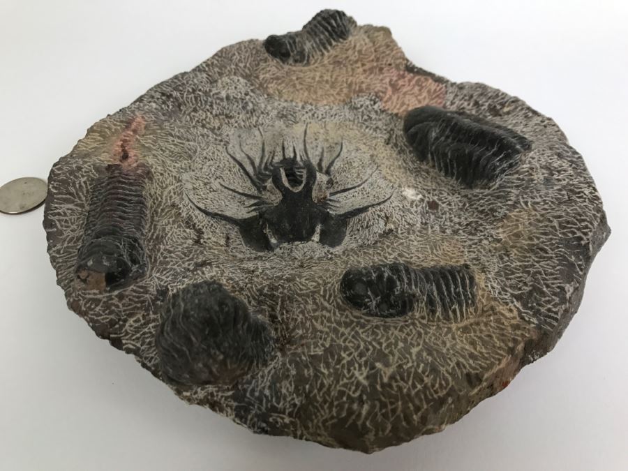 Fossilized Plate Of 6 Different Trilobite Species From Morocco Around 400 Million Years Old [Photo 1]