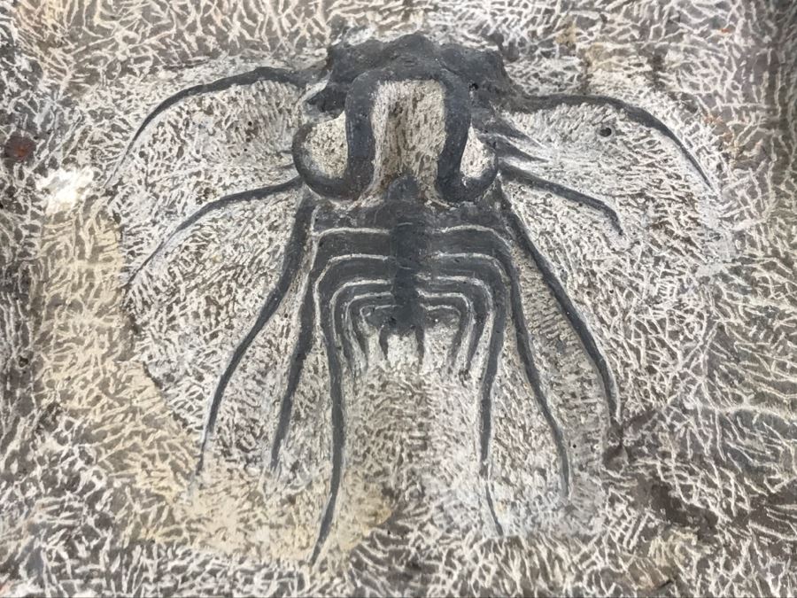 Fossilized Plate Of 6 Different Trilobite Species From Morocco Around 400 Million Years Old [Photo 19]