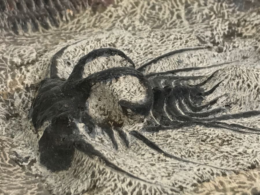 Fossilized Plate Of 6 Different Trilobite Species From Morocco Around 400 Million Years Old [Photo 28]