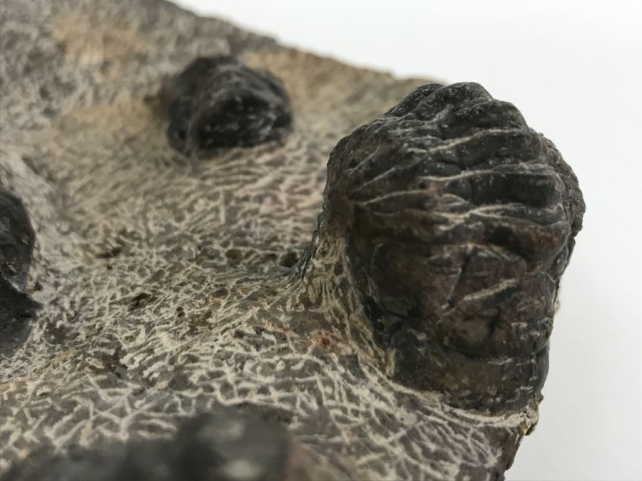 Fossilized Plate Of 6 Different Trilobite Species From Morocco Around 400 Million Years Old [Photo 12]