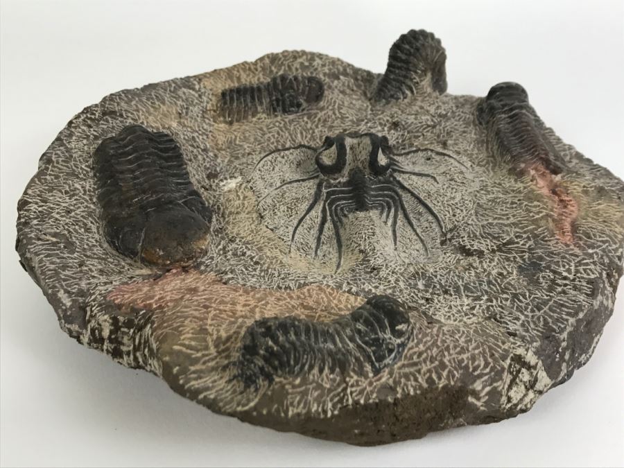 Fossilized Plate Of 6 Different Trilobite Species From Morocco Around 400 Million Years Old [Photo 18]