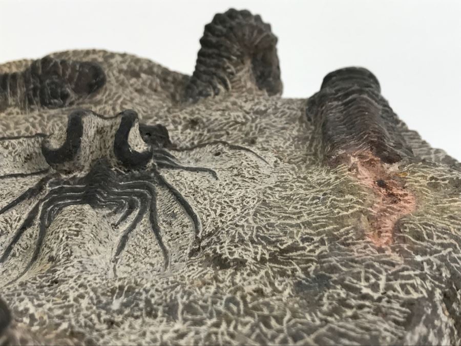 Fossilized Plate Of 6 Different Trilobite Species From Morocco Around 400 Million Years Old [Photo 22]