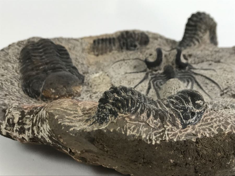 Fossilized Plate Of 6 Different Trilobite Species From Morocco Around 400 Million Years Old [Photo 23]