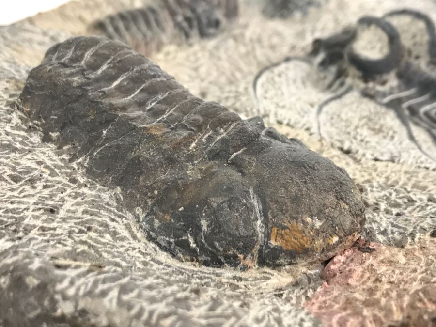 Fossilized Plate Of 6 Different Trilobite Species From Morocco Around 400 Million Years Old [Photo 24]