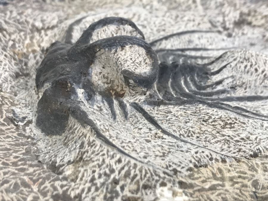 Fossilized Plate Of 6 Different Trilobite Species From Morocco Around 400 Million Years Old [Photo 26]