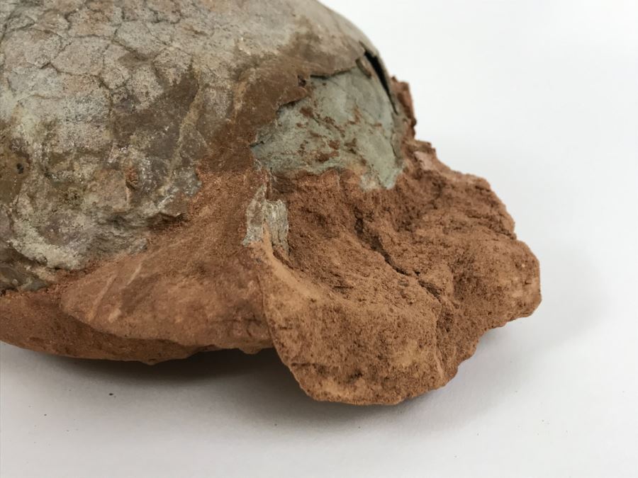 Fossilized Dinosaur Egg [Photo 23]
