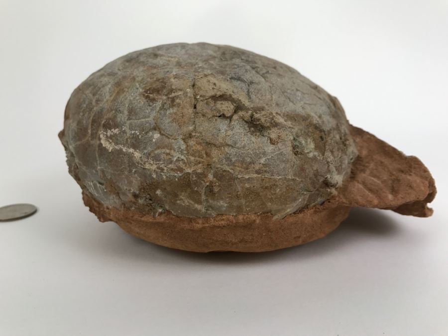 Fossilized Dinosaur Egg