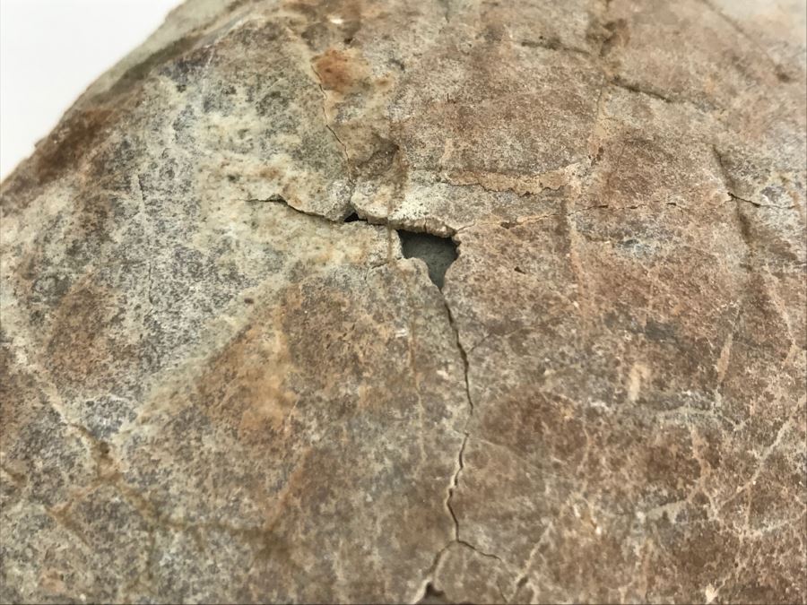 Fossilized Dinosaur Egg [Photo 7]