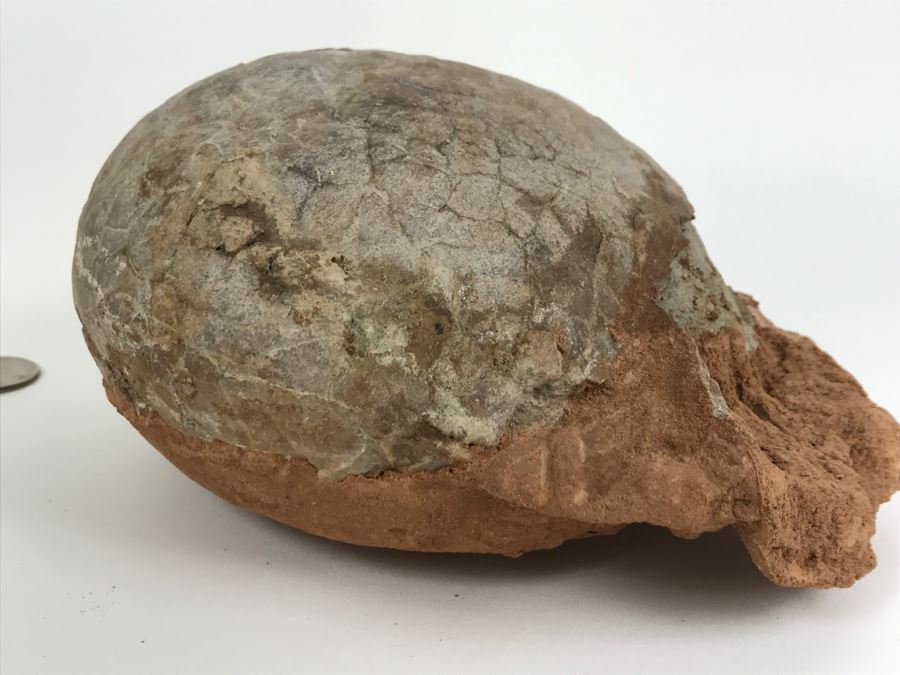 Fossilized Dinosaur Egg