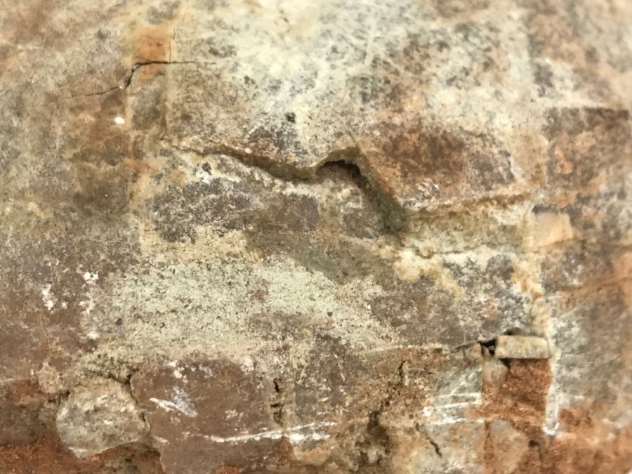 Fossilized Dinosaur Egg [Photo 16]