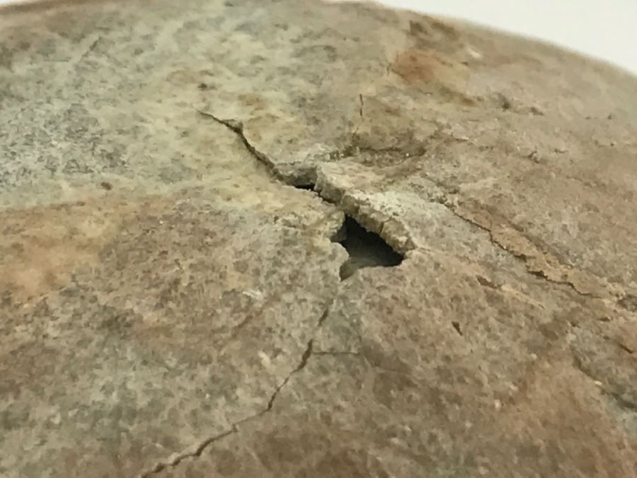 Fossilized Dinosaur Egg [Photo 26]