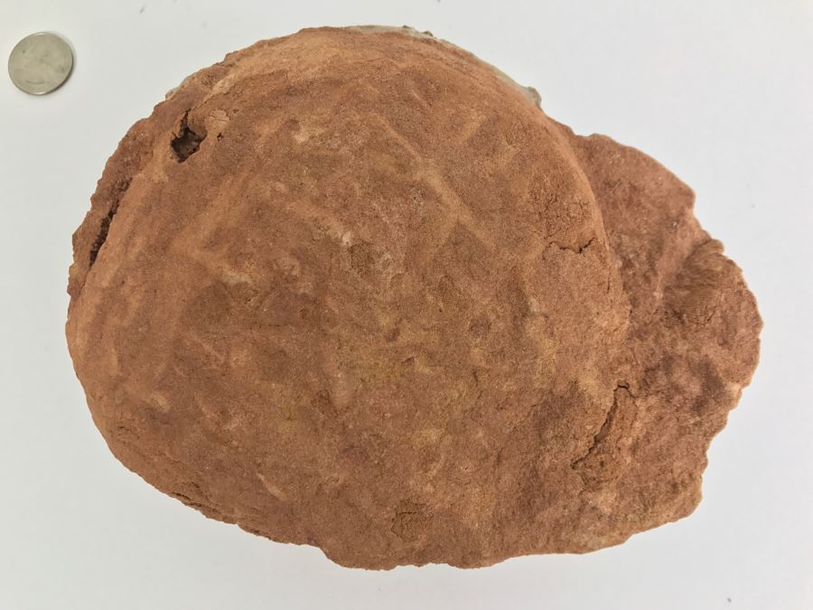 Fossilized Dinosaur Egg [Photo 27]