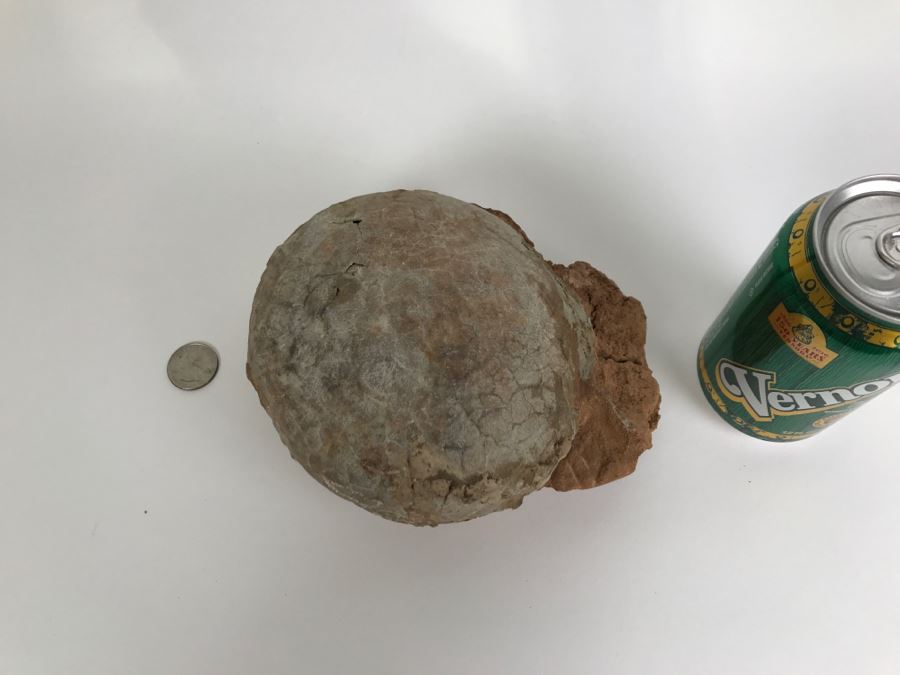 Fossilized Dinosaur Egg [Photo 3]