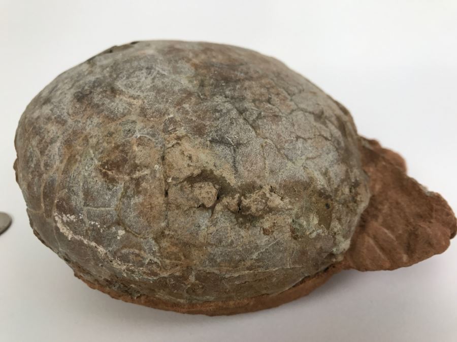 Fossilized Dinosaur Egg