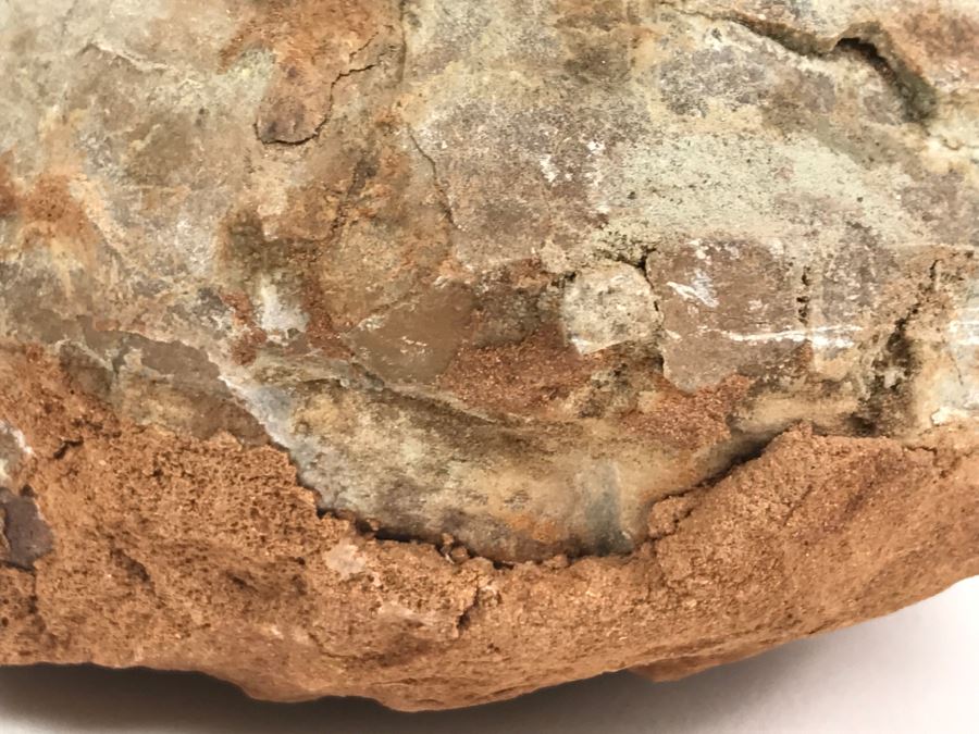 Fossilized Dinosaur Egg [Photo 14]