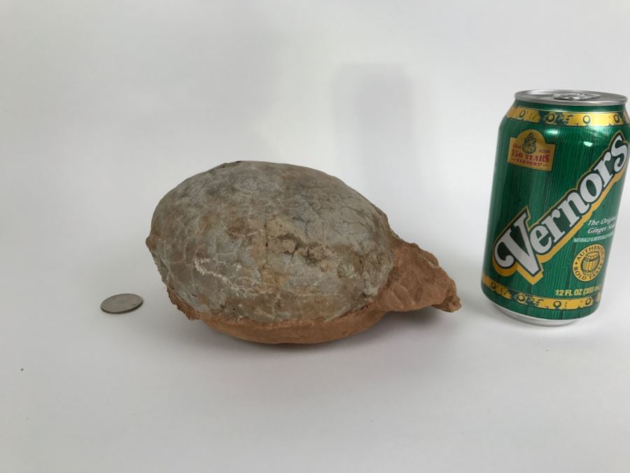 Fossilized Dinosaur Egg [Photo 2]