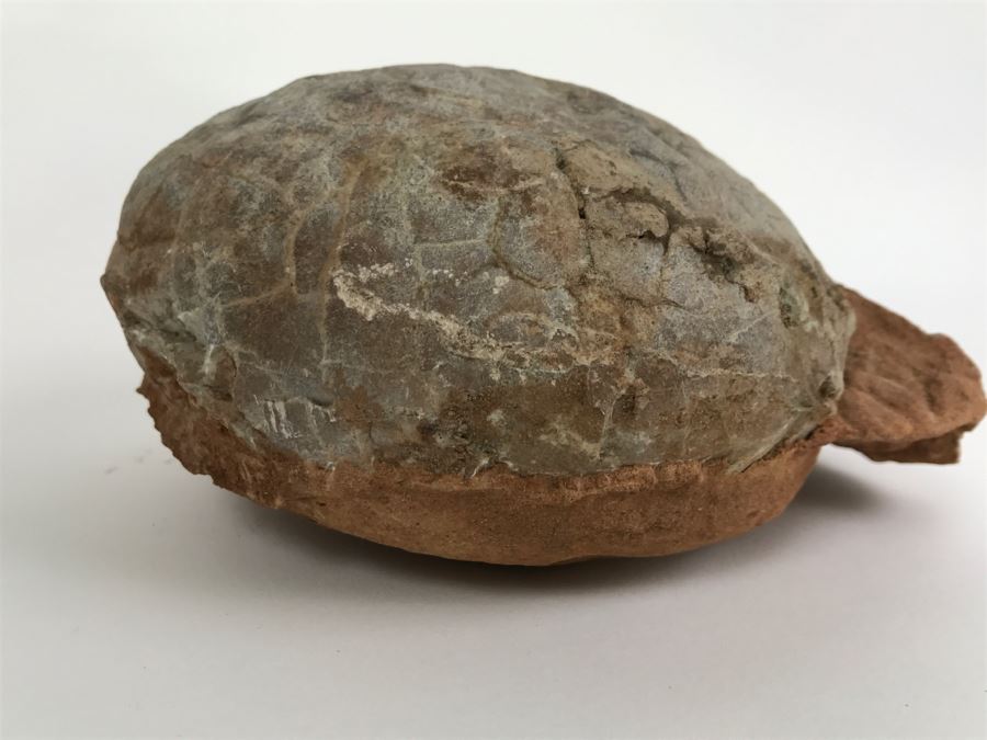 Fossilized Dinosaur Egg