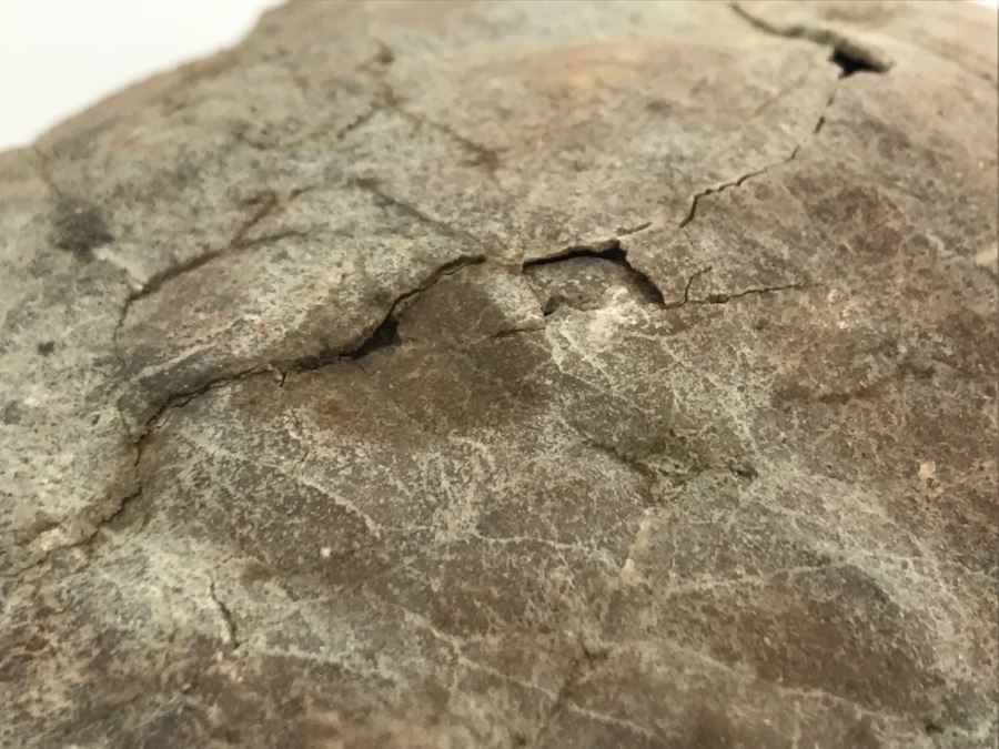 Fossilized Dinosaur Egg [Photo 24]