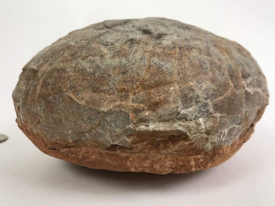 Fossilized Dinosaur Egg