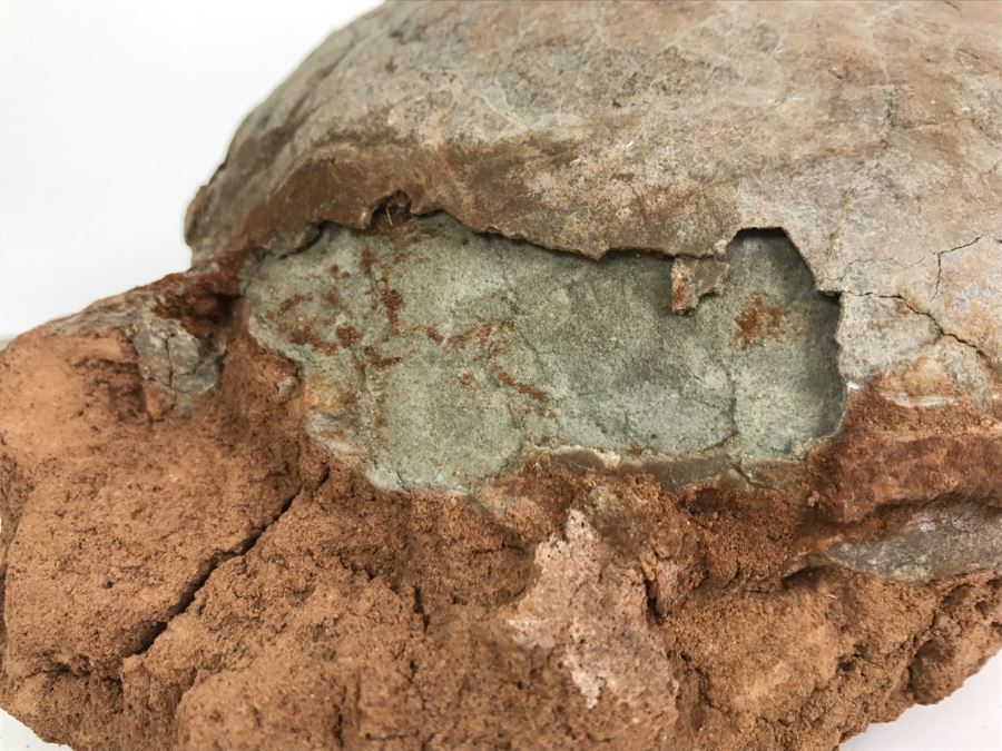 Fossilized Dinosaur Egg [Photo 19]