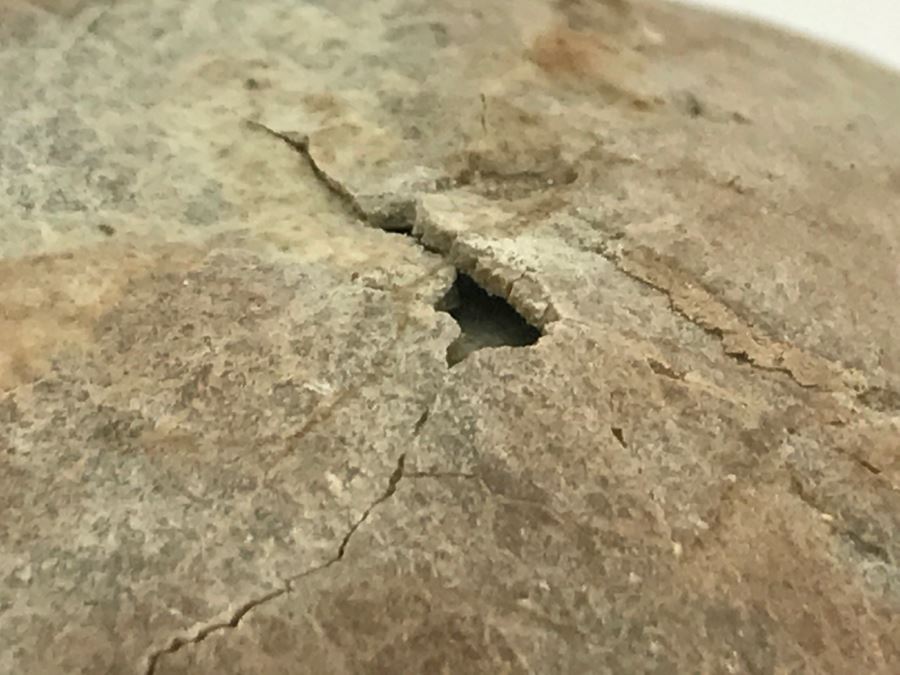 Fossilized Dinosaur Egg [Photo 25]