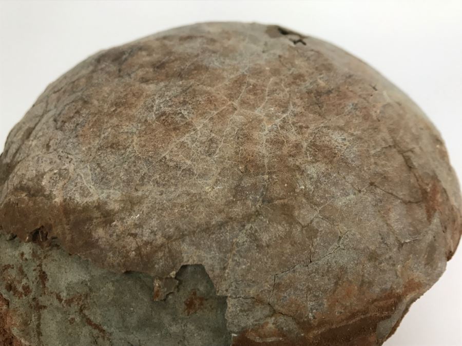 Fossilized Dinosaur Egg