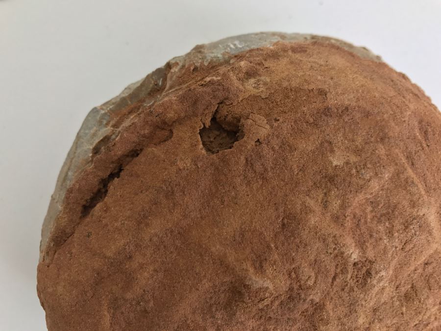 Fossilized Dinosaur Egg [Photo 29]