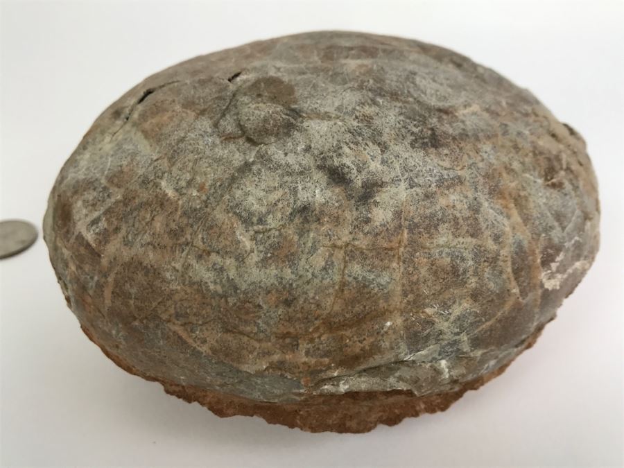 Fossilized Dinosaur Egg