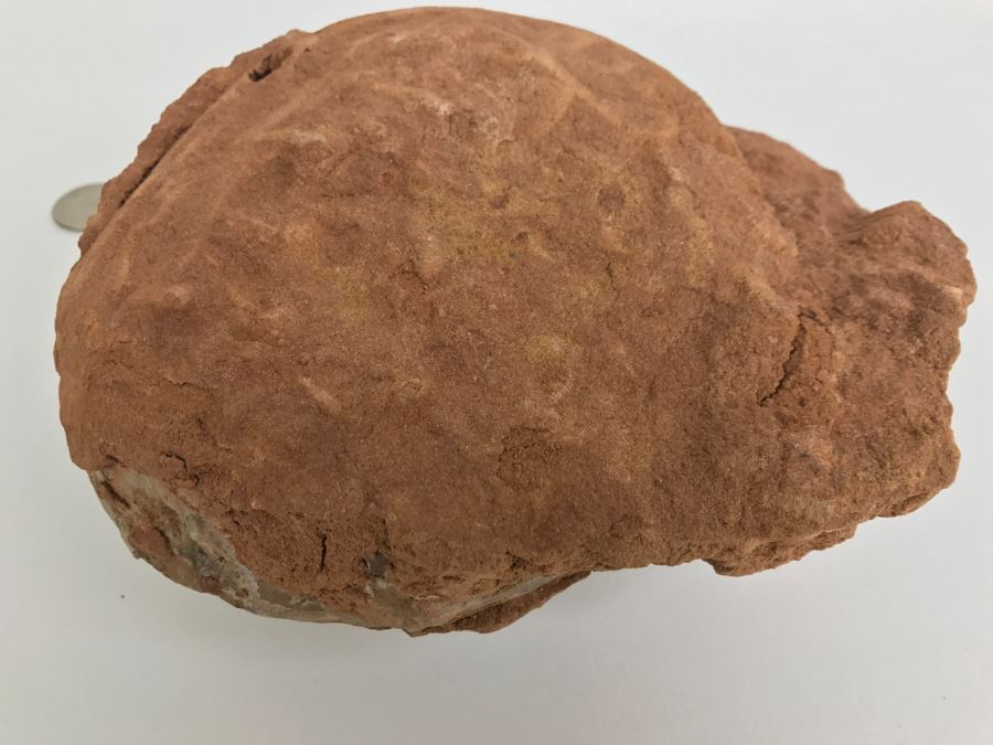 Fossilized Dinosaur Egg [Photo 28]