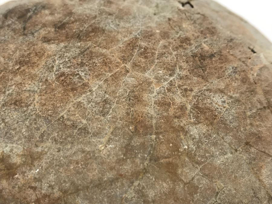 Fossilized Dinosaur Egg [Photo 21]