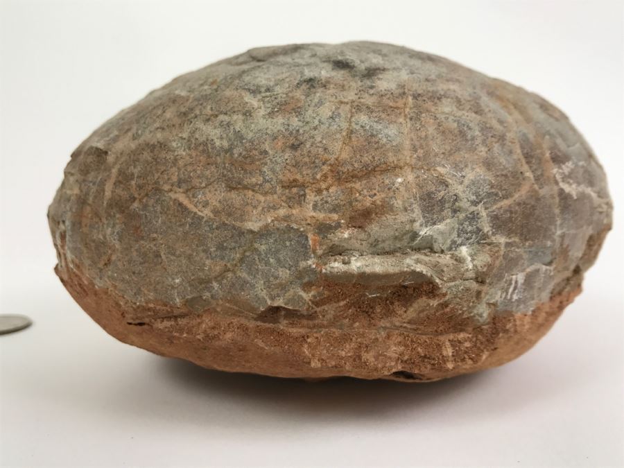 Fossilized Dinosaur Egg [Photo 1]