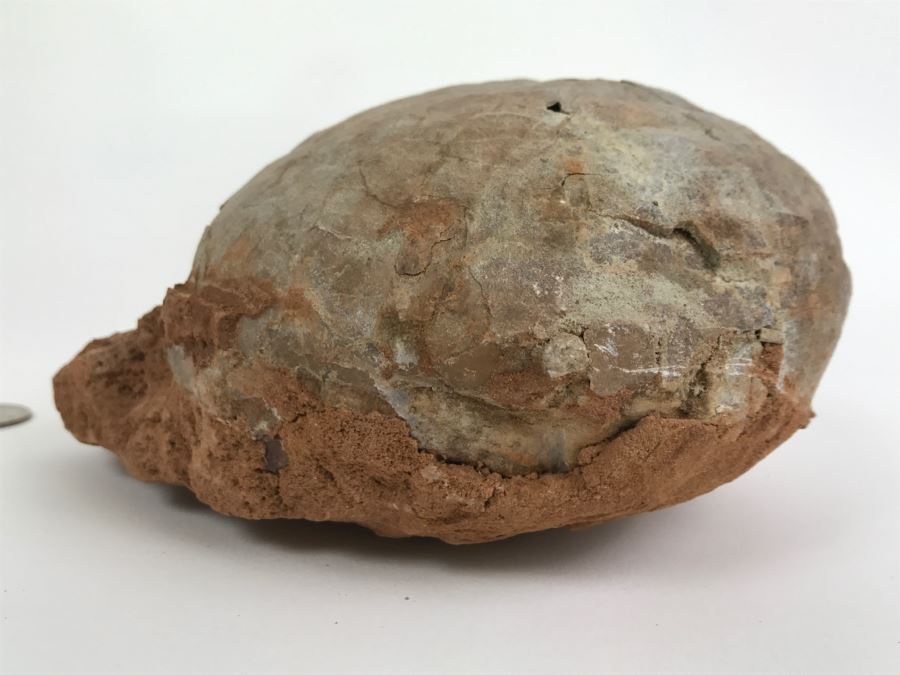 Fossilized Dinosaur Egg