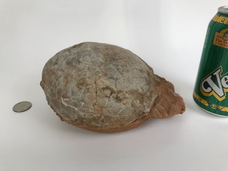 Fossilized Dinosaur Egg [Photo 4]