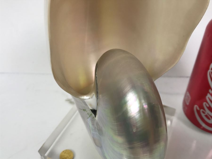 Large Nautilus Shell On Lucite Base [Photo 10]